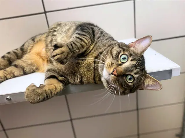 Fisher - Domestic Short Hair