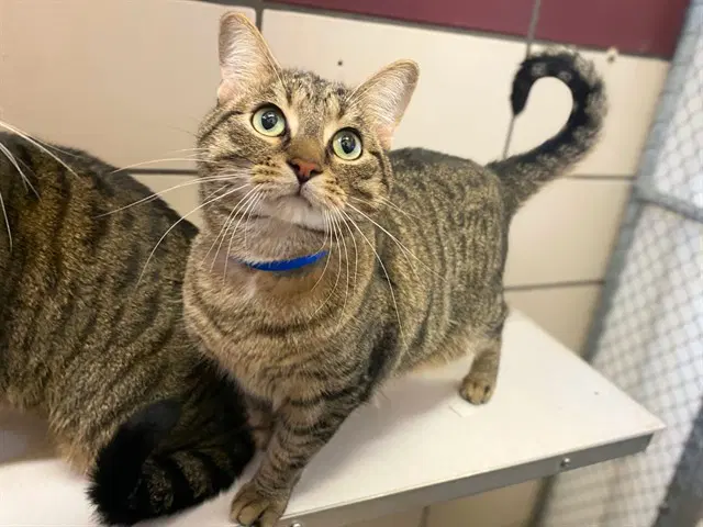 Harbor - Domestic Short Hair
