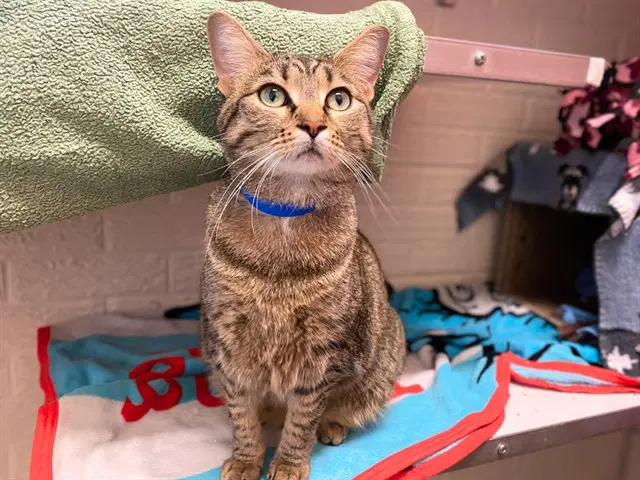 Brook - Domestic Short Hair