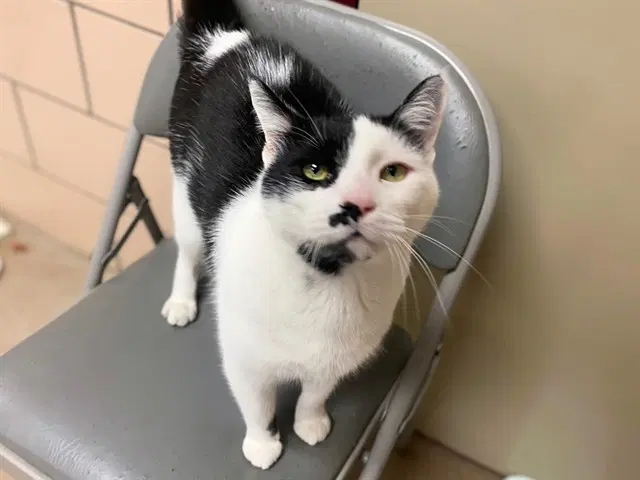 George - Domestic Short Hair