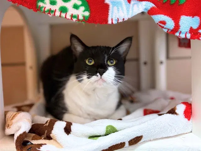 Faye - Domestic Short Hair
