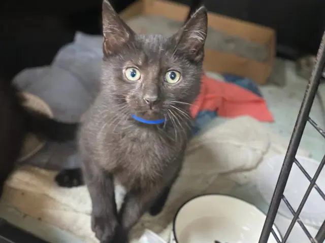 Coal - Domestic Short Hair
