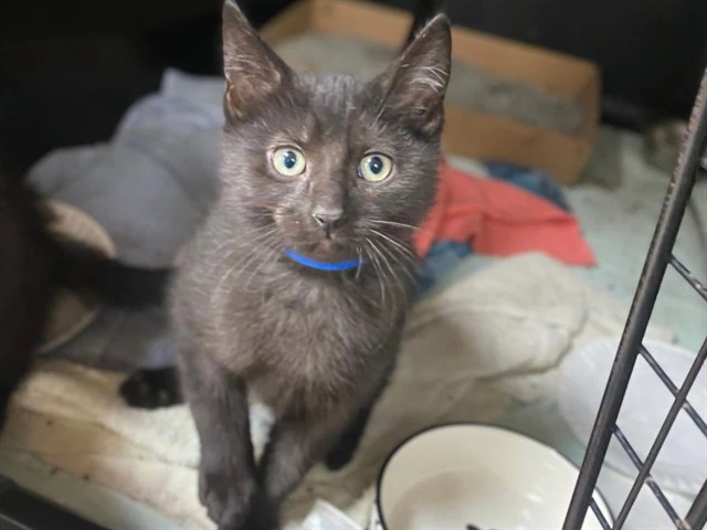 Coal
