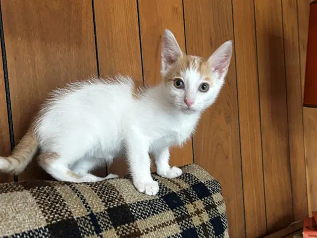 Leroy - Domestic Short Hair