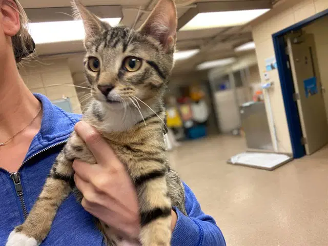 Meatball - Domestic Short Hair