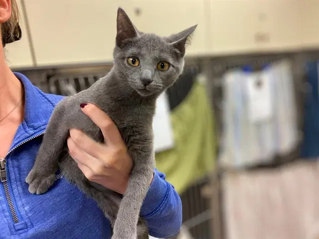Tink - Domestic Short Hair