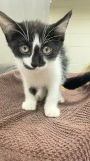 Fiddlesticks - Domestic Short Hair