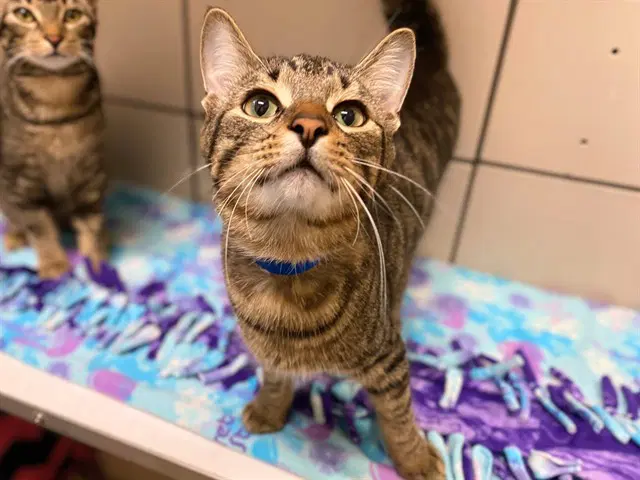 Captain Kirk - Domestic Short Hair