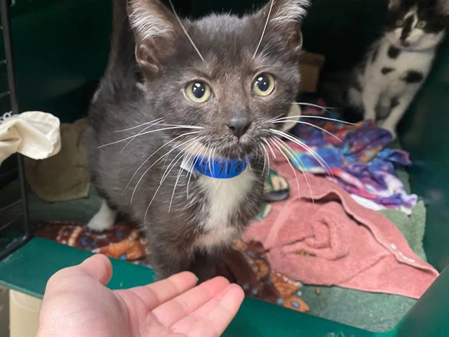 Felix