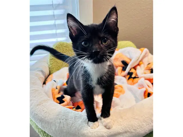 Felix - Domestic Short Hair