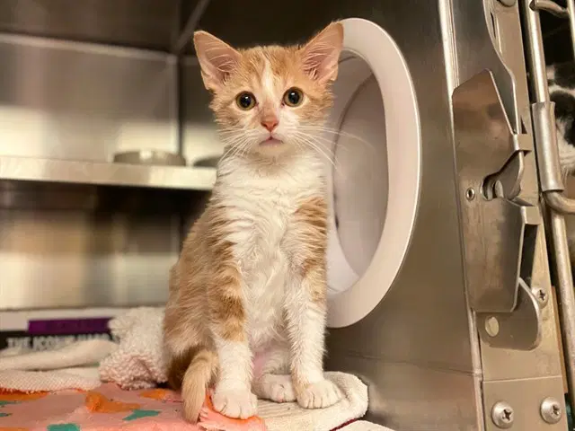 Goblin - Domestic Short Hair