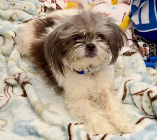 Zoey - Shih Tzu