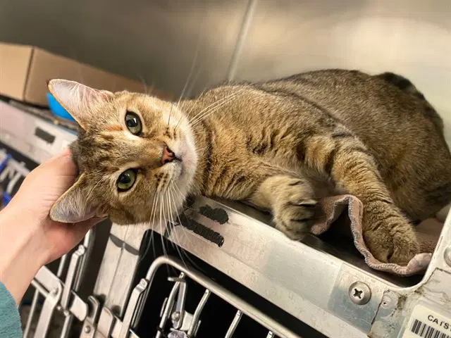 Fiona - Domestic Short Hair