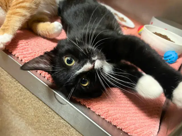 Hades - Domestic Short Hair