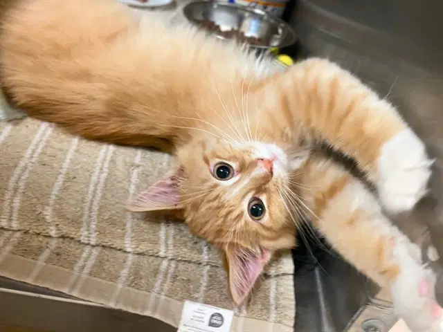 Freddie Cougar - Domestic Medium Hair