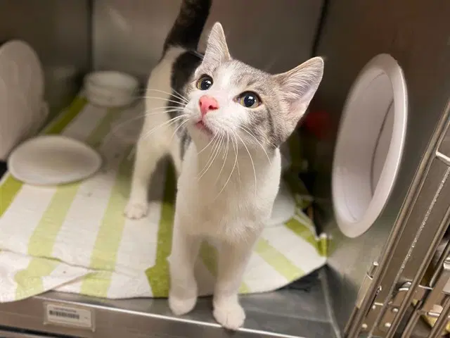 Davey - Domestic Short Hair