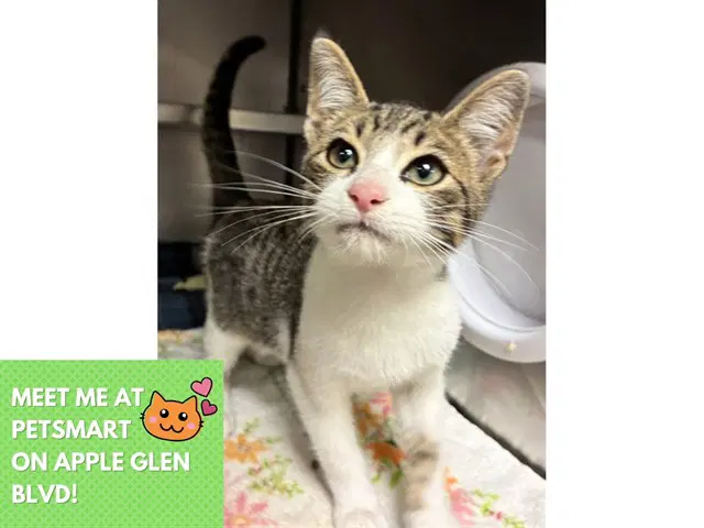 Cobweb - Domestic Short Hair