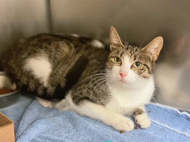 Marme - Domestic Short Hair