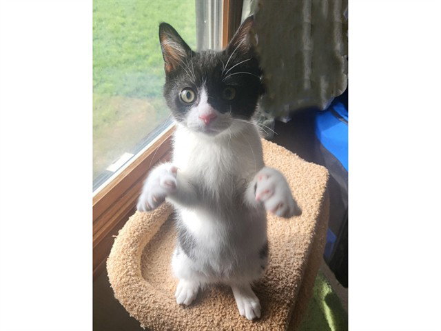 SYLVESTER