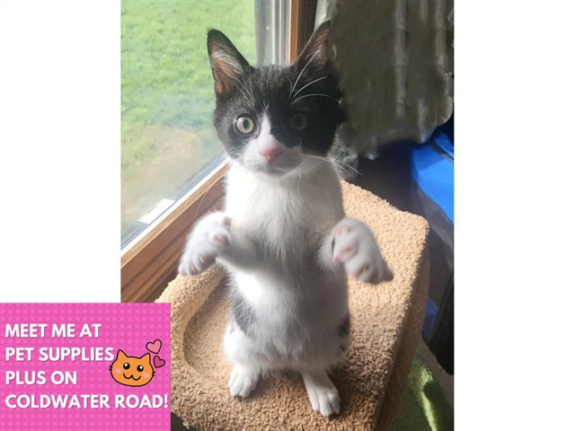 Sylvester