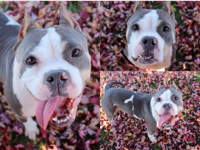 Zara - Pit Bull Terrier