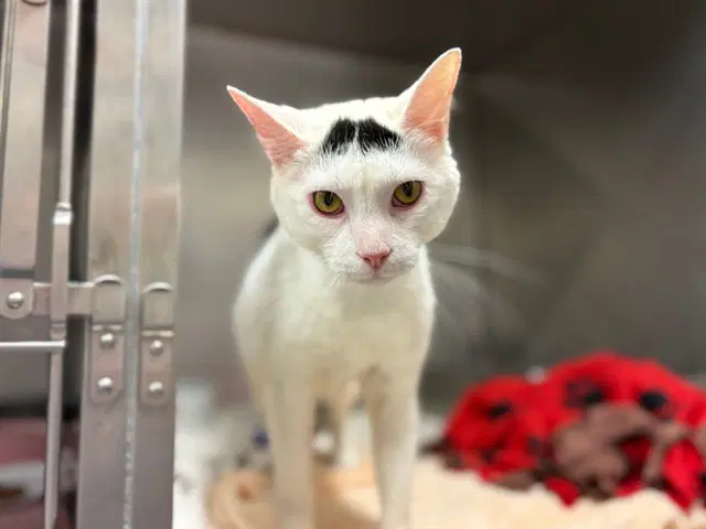 Tommy Tacos - Domestic Short Hair