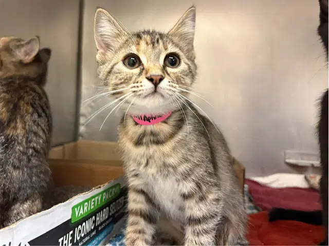 Aphrodite - Domestic Short Hair