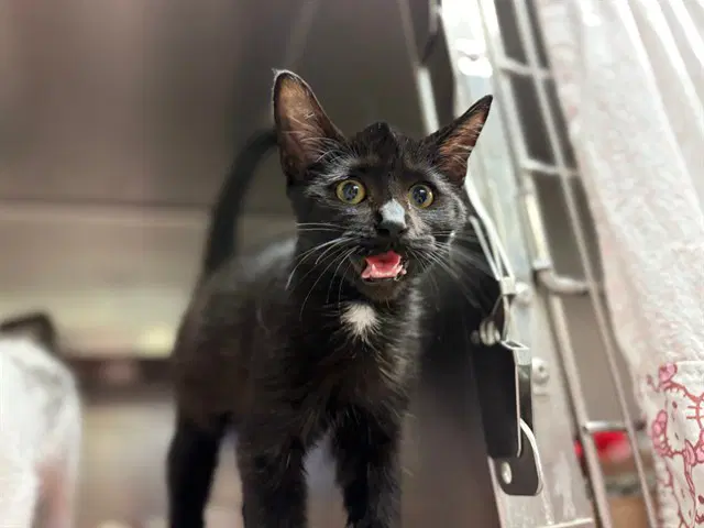 Benita Biscuits - Domestic Short Hair