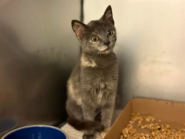 Sue Flay - Domestic Medium Hair