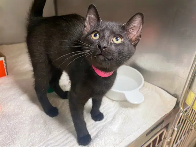 Bean - Domestic Short Hair