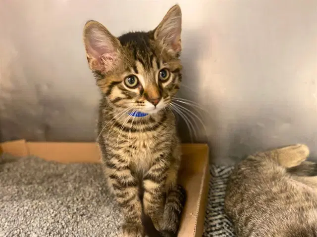 Felix - Domestic Short Hair