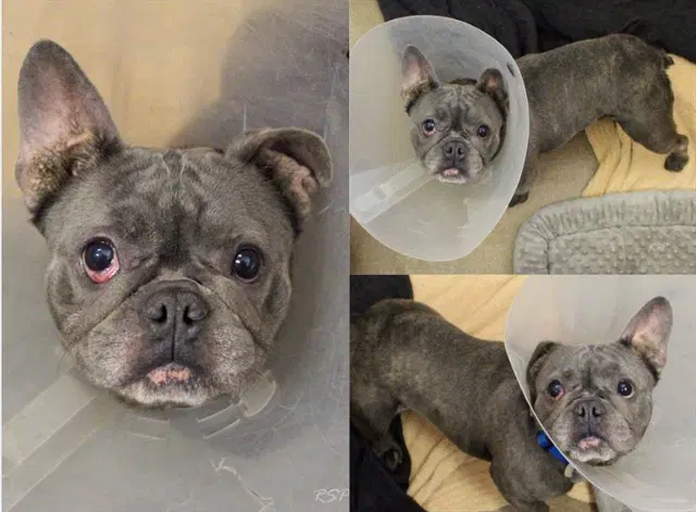 Baby Ruth - French Bulldog