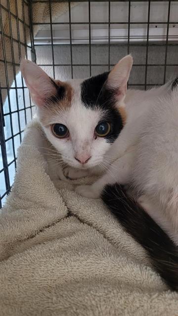 adoptable Cat in Jacksonville, FL named VENUS