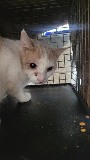 adoptable Cat in Jacksonville, FL named FLINT