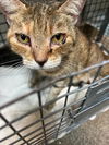 adoptable Cat in Jacksonville, FL named POLLY