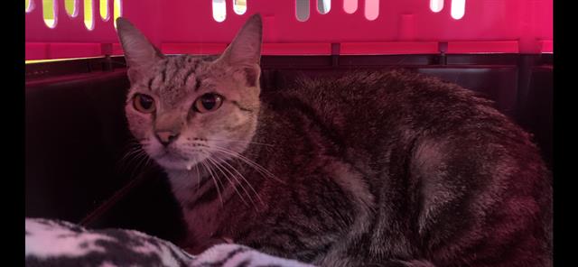 adoptable Cat in Jacksonville, FL named STUBBY