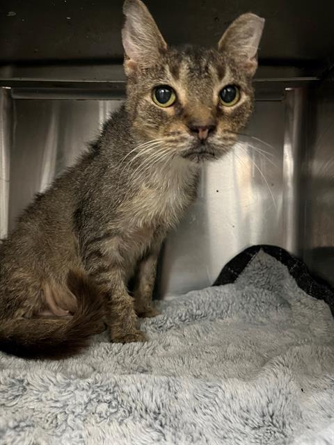 adoptable Cat in Jacksonville, FL named WALTER