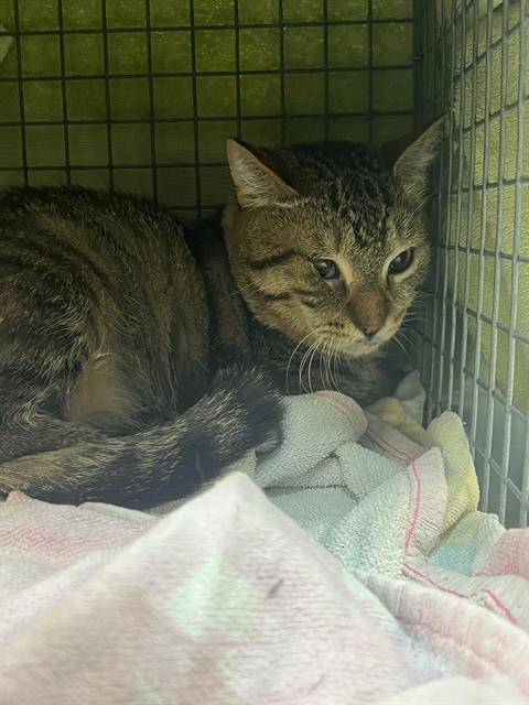 adoptable Cat in Jacksonville, FL named FROGGY