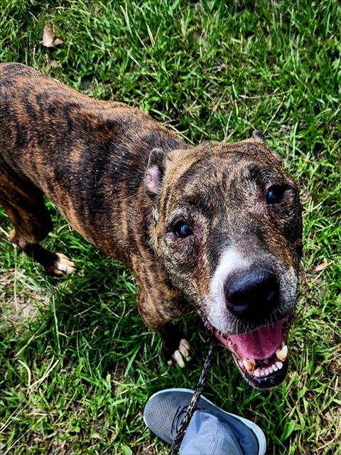 adoptable Dog in Jacksonville, FL named SPOT