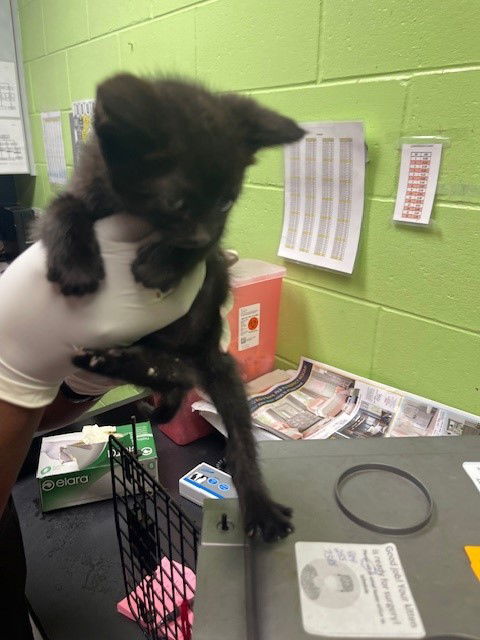 adoptable Cat in Jacksonville, FL named WOOLY