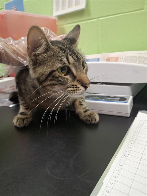 adoptable Cat in Jacksonville, FL named WOOLEY