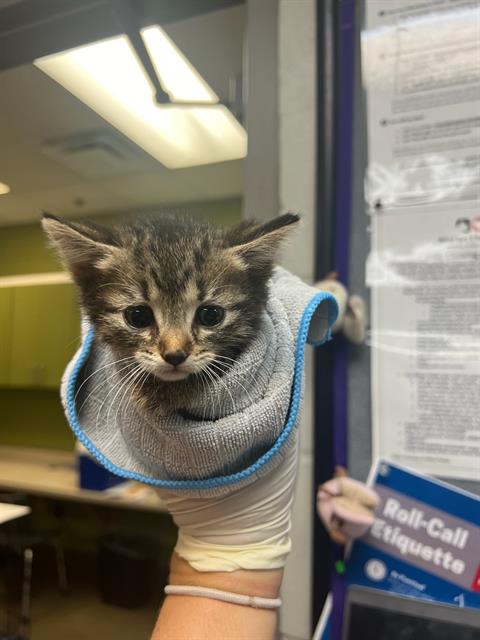 adoptable Cat in Jacksonville, FL named ROBIN