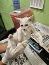 adoptable Cat in Jacksonville, FL named FRAZZLE