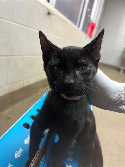 adoptable Cat in Jacksonville, FL named JET