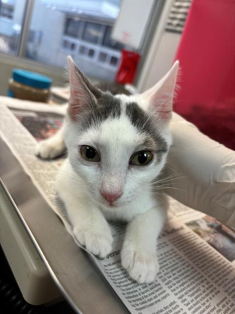 adoptable Cat in Jacksonville, FL named BRAVO