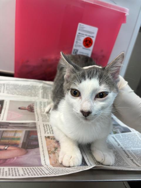 adoptable Cat in Jacksonville, FL named TANGO