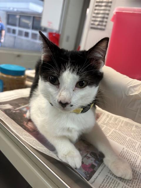 adoptable Cat in Jacksonville, FL named VICTOR