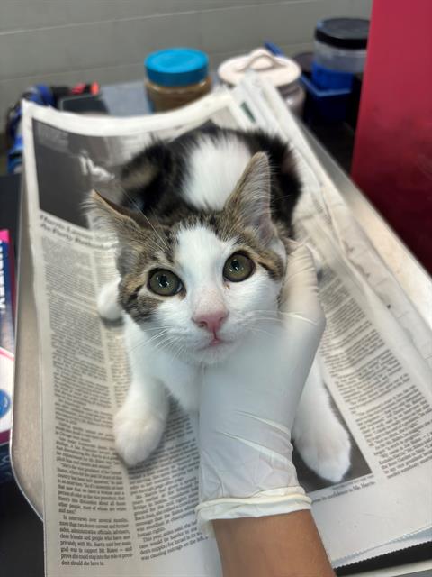 adoptable Cat in Jacksonville, FL named CHANCE