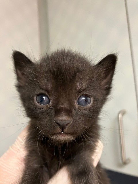 adoptable Cat in Jacksonville, FL named MIDNIGHT