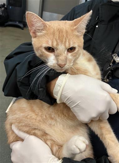 adoptable Cat in Jacksonville, FL named RUSTY